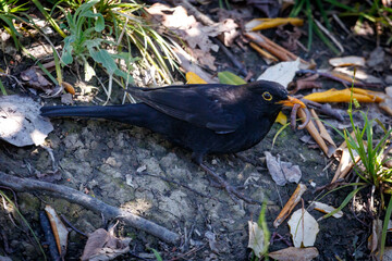 Fototapeta premium Blackbird eats a worm on forest floor