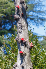 Fototapeta premium Close-up of tree trunk with red sap bleeding from cuts