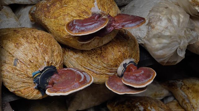 Close-up shot of reishi fungi growing on substrate bags inside an indoor cultivation facility.