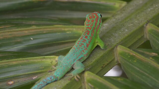 Blue tailed Ornate Day Gecko endangered endemic species of Mauritius in natural habitat - 4K unedited