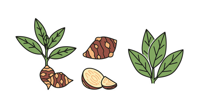 Jerusalem Artichoke Line art modern colorful shapes vector