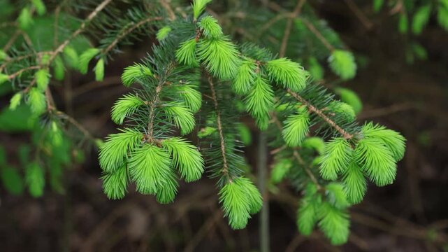 Newly spouted conifer needles in Spring. Wales. UK