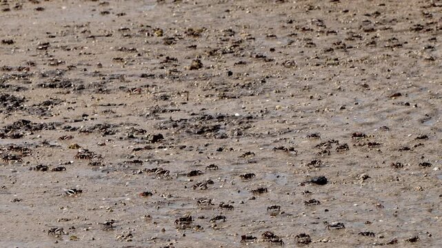Hundreds of fiddler crabs crawling in the sand