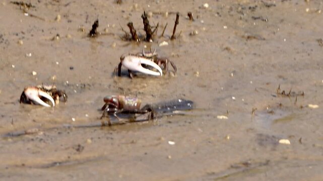 Fiddler crabs walking in the sand along a river
