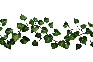 Obraz premium Lush ivy branches with green heart shaped leaves offering natural border on a transparent background