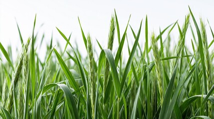 Fototapeta premium Vibrant green wheat stalks reaching towards the sky, symbolizing growth and natural abundance