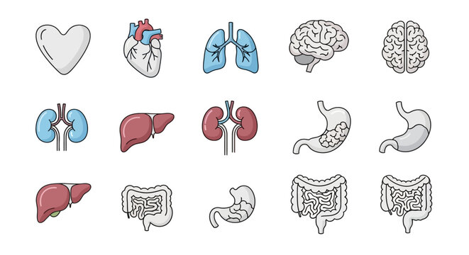 Human internal organ icons and anatomy vector illustrations