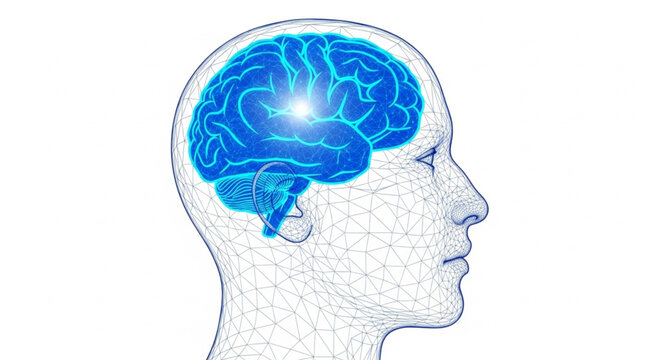 Human Brain Anatomy Neural Network Glowing.