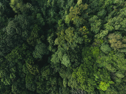 Tropical jungle canopy background with rich organic patterns symbolizing environmental conservation, renewable investment and carbon reduction initiatives.