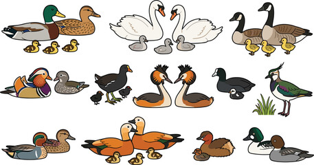 Waterfowl Family Illustration Set Featuring Ducks, Swans, Geese, and Their Ducklings in a Cartoon Wildlife Nature Collection © msthasina