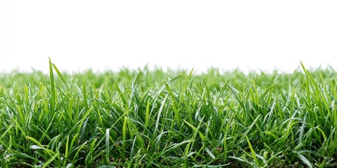 Obraz premium Vibrant Green Grass Field with Soft Focus Background and Crisp Blades
