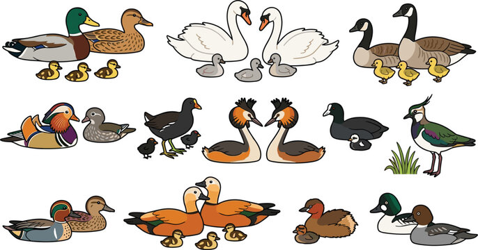Waterfowl Family Illustration Set Featuring Ducks, Swans, Geese, and Their Ducklings in a Cartoon Wildlife Nature Collection