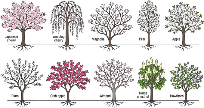 Flowering Tree Species Collection Botanical Diagram Featuring Cherry, Magnolia, Apple, Pear, and Plum Varieties with Labeled Roots and Canopy