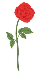 Obraz premium Red rose png flower sticker, transparent background