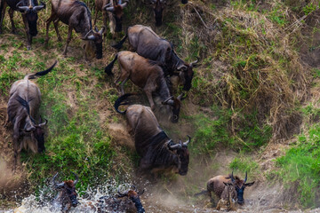 Fototapeta premium Wildebeests (Connochaetes) crossing Mara river at the Serengeti national park, Tanzania. Great migration. Wildlife photo