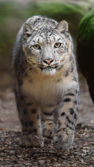 Fototapeta premium Snow leopard