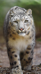 Obraz premium Snow leopard