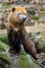 Fototapeta premium Bush dog