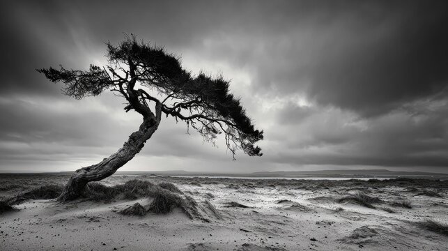 Solitary gnarled tree stands against a dramatic, brooding sky on a windswept terrain
