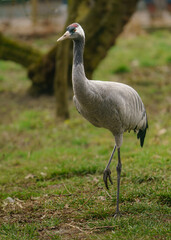 Fototapeta premium Common crane