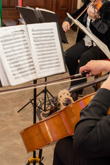 Musicians playing cello and violin in a classical music orchestra with sheet music on a stand. Close up of professional musicians during a rehearsal or live concert performance. © Inna Nikitina