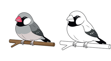 Cute Java Sparrow Bird coloring page © Sumon555