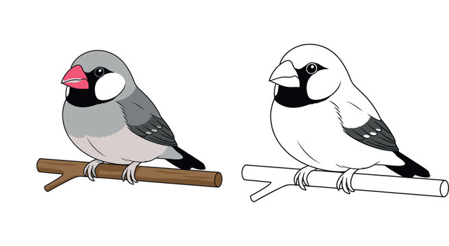 Cute Java Sparrow Bird coloring page
