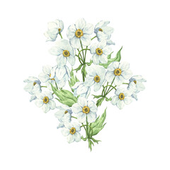 Fototapeta premium A delicate watercolor composition with white anemones