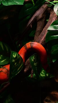 false coral snake on a log