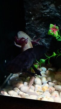 Mexican black and pink axolotl underwater