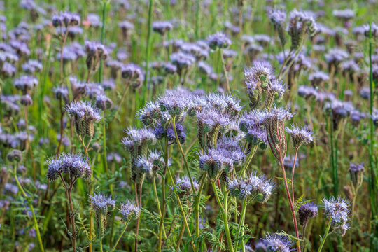 Phacelia tanacetifolia. Lacy phacelia, plants with blue inflorescences.