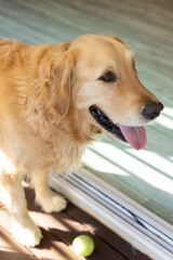 Fototapeta premium Golden retriever is standing on doorway threshold with mouth open and tennis ball nearby