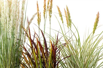 Fototapeta premium Collection of ornamental grasses with diverse textures and colors in a studio setting