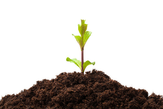 Young green sprout growing from soil &ndash; new life concept