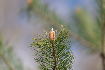 Fototapeta premium Single pine tip in sharp focus with blurred sky background, pollen grains visible against soft tones, intimate close detail, clean composition for editorial and commercial use