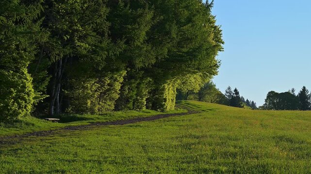 Weg am Waldrand im Fr&uuml;hling, Freiburg im Breisgau, Schauinsland, Schwarzwald, Baden- W&uuml;rttemberg, Deutschland