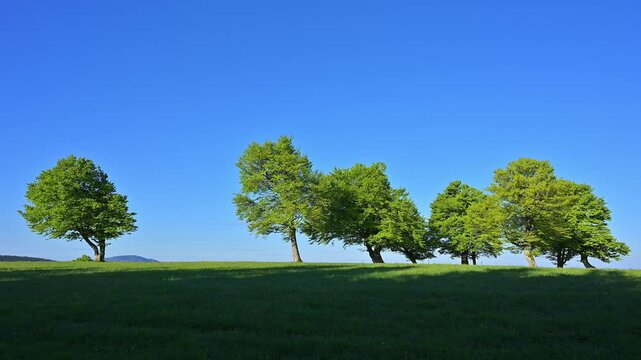 Rotbuche/ Windbuche im Fr&uuml;hling, Freiburg im Breisgau, Schauinsland, Schwarzwald, Baden- W&uuml;rttemberg, Deutschland