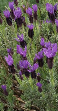 (Lavandula stoechas) Schopf-Lavandel mit gro&szlig;en, blauvioletten Bl&uuml;ten&auml;hren, die von intensiv purpurnen Hochbl&auml;ttern gekr&ouml;nt werden und einen B&uuml;schel bilden, &uuml;ber silbergrauem Laub
