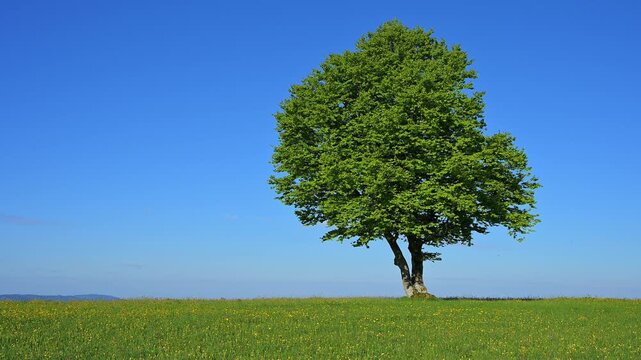 Rotbuche/ Windbuche im Fr&uuml;hling, Freiburg im Breisgau, Schauinsland, Schwarzwald, Baden- W&uuml;rttemberg, Deutschland