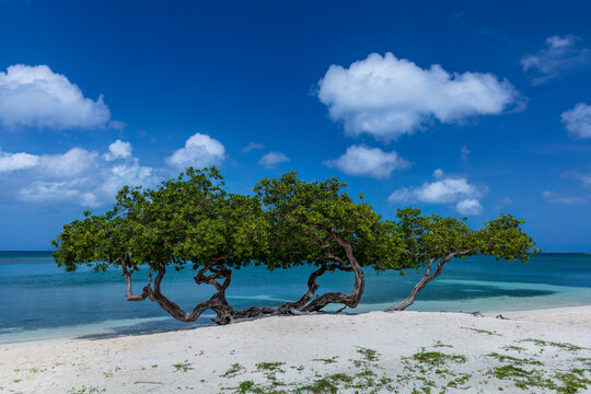Fofoti trees on a white sandy beach, on the island of Aruba. Turquoise-colored ocean in the background. Cloudy blue sky overhead.
