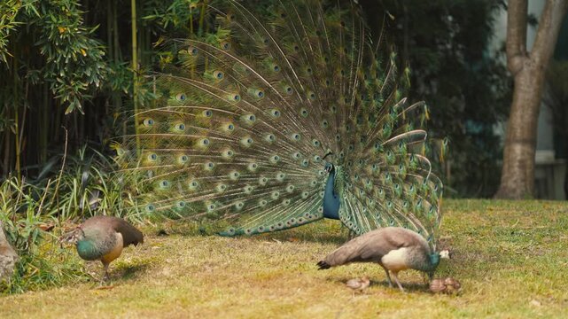 Peacock displays feathers while another peacock forages for food in a garden setting during daylight