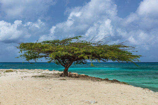Lone fofoti tree on one of the beaches in southwestern Aruba. Turquoise-colored ocean in the background. Cloudy blue sky overhead.
