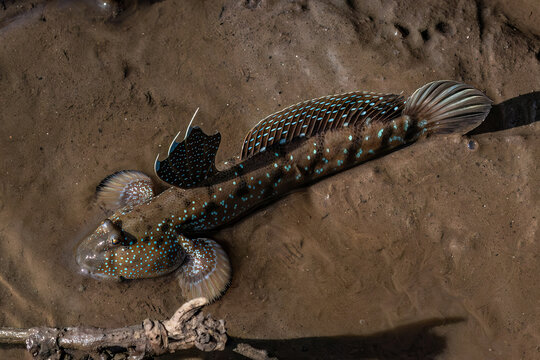 Great blue spotted mudskipper (Boleophthalmus pectinirostris) on the tidal flats of the mangrove forest near Bang Pu pier, Bangkok, Thailand. 
