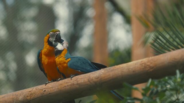 Two colorful macaws sit on a branch in a zoo, interacting in their habitat during the day