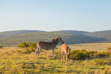 Obraz premium Zebra in Addo Elephant Safari Park