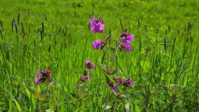 Rote Lichtnelke im Fr&uuml;hling, Freiburg im Breisgau, Schauinsland, Schwarzwald, Baden- W&uuml;rttemberg, Deutschland