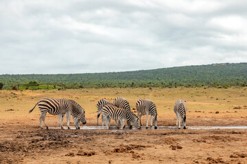 Obraz premium Zebra in Addo Elephant Safari Park