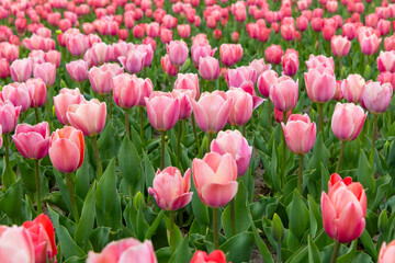 Fototapeta premium Colorful field of blooming pink tulips swaying gently under the warm spring sun in a vibrant garden setting