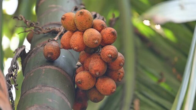 Areca nut or betel nut fruits. It is the seed of a palm belonging to the areca genus Areca catechu. The palm is originally native to the Philippines. Betel nut fruits cluster in the tree.