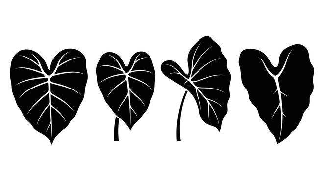 Abstract Black Elephant Ear Plant Leaves Silhouettes on White Background
